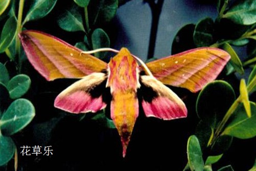 弟子规动漫——国产女人高潮嗷嗷叫视频，传统智慧的现代演绎，让孩子在欢笑中学习礼仪