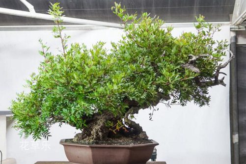 荣誉资质国产精品久久久久久熟妇吹潮软件品质保证，客户满意